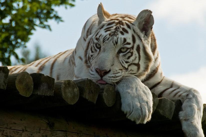Handsome White Tiger Wallpaper HD