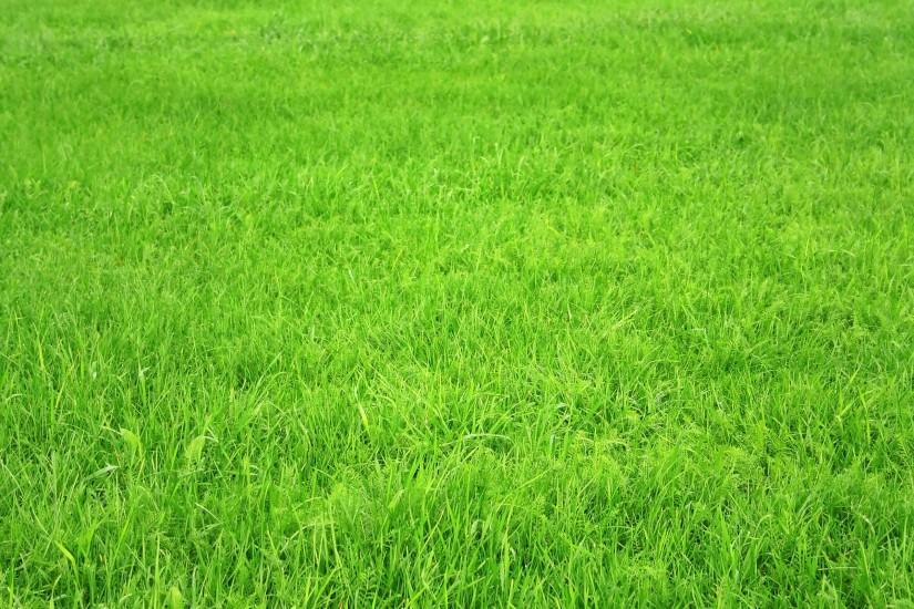 grass wallpaper 2400x1600 for android