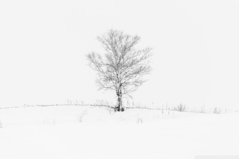 White Lone Tree Desktop Background. Download 1920x1200 ...