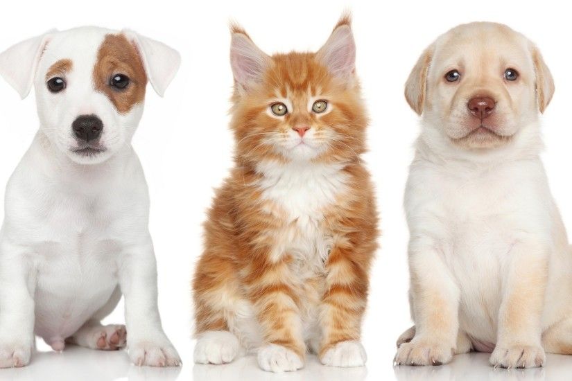 Maine Coon, cat, dog, Labrador Retriever, Jack Russell Terrier