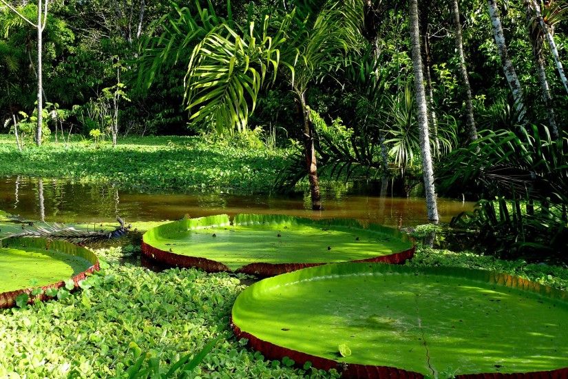 Giant Lily Pads 1024 x 600 Wallpaper