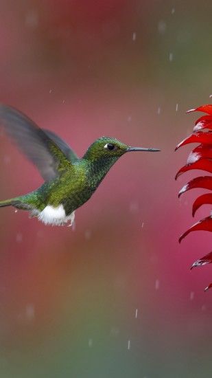1440x2560 Wallpaper hummingbird, bird, flying, plant