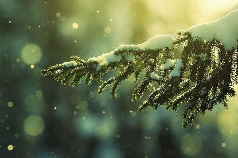 Tree-Forest-Winter-Sun-Lights-Photo-HD-FreeHDWall-