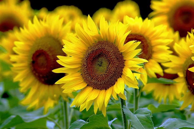 sunflower background 1920x1200 image