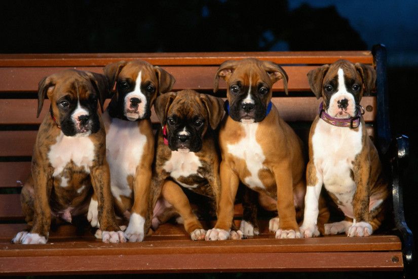 Very interesting post: Boxer Puppies - 33 Pictures. Also dompiÑt.Ñom lot of  interesting things on Funny Dog.