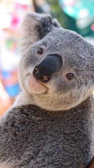 Preview wallpaper koala, animal, face, nose 1080x1920