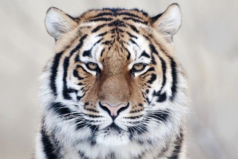 Tiger Wallpaper Background