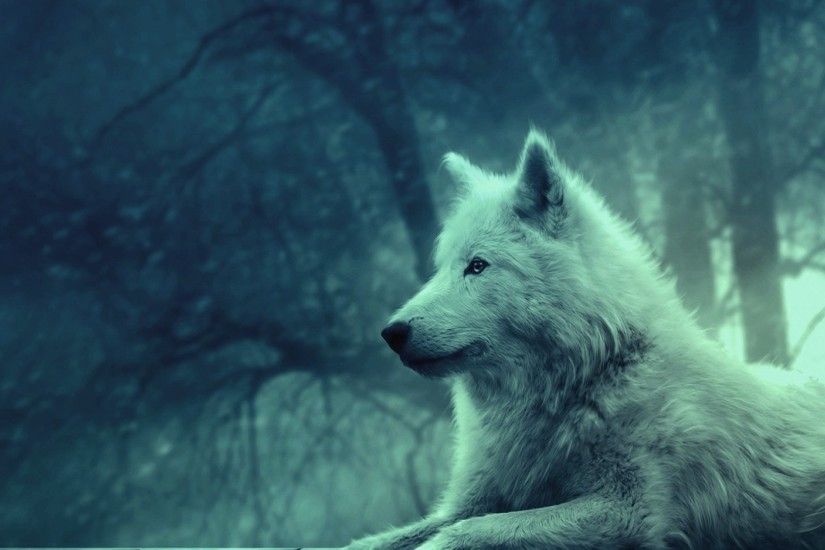 Preview wallpaper wolf, light, forest, wild, calm, peace 1920x1080