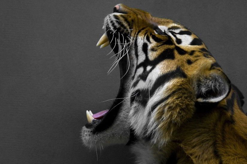 tiger desktop background. Â«Â«