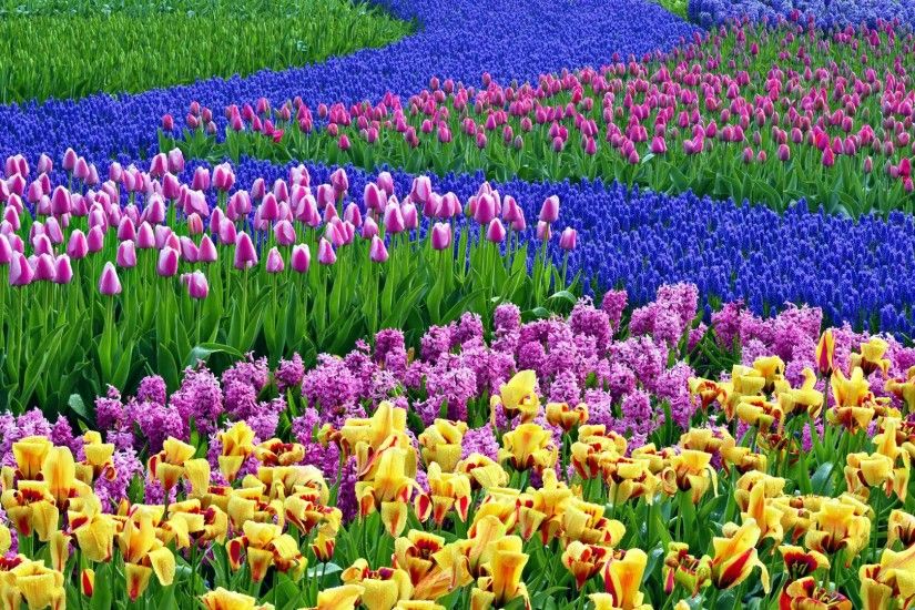 The 25+ best Flower desktop wallpaper ideas on Pinterest | Screensaver, Spring  wallpaper and Phone wallpapers
