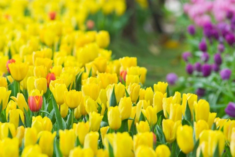 Yellow-Tulip-Flowers-Wallpaper-Full-HD