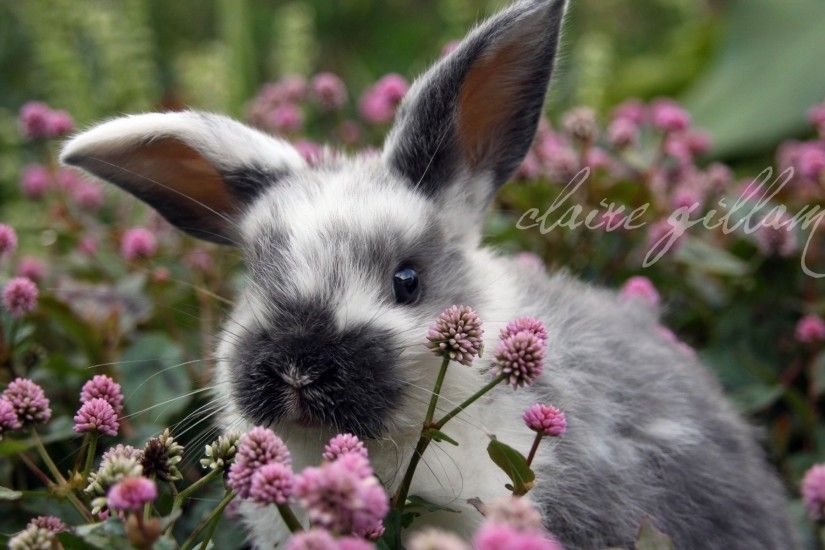 1920x1200 Cute Bunny Flower Spring Sweet Easter Pink Hd Wallpaper