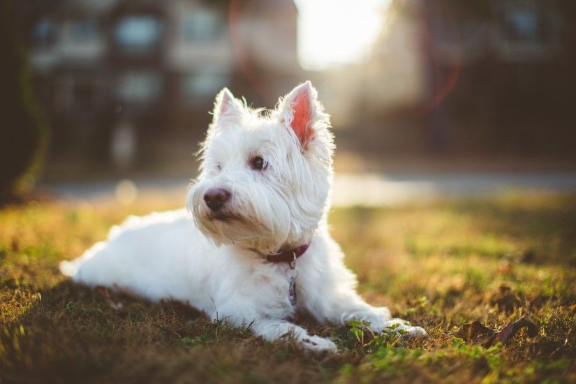 Images Of West Highland White Terrier Wallpaper Sc