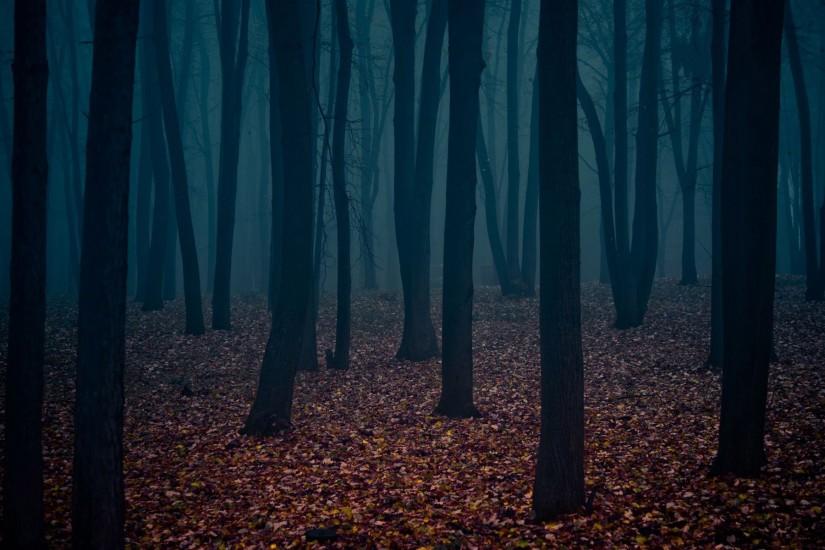 dark forest background 1920x1200 1080p