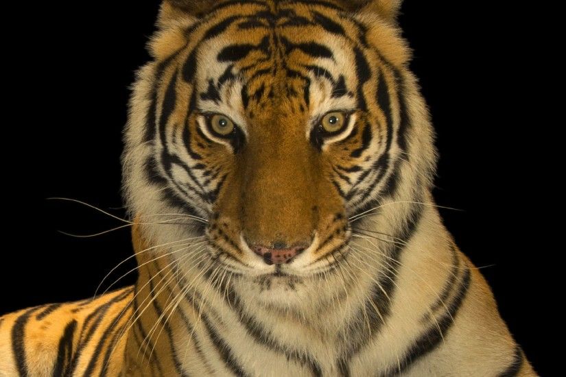 Super Tiger Picture