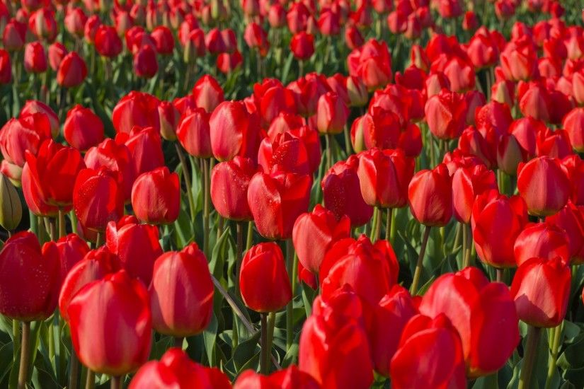 Red tulips [9] wallpaper