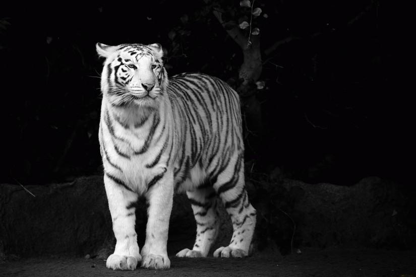 Animal - White Tiger Wallpaper