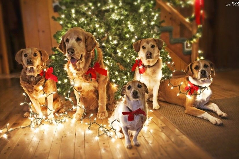 Backgrounds 1920x1200. christmas, lighting, puppies, christmas tree