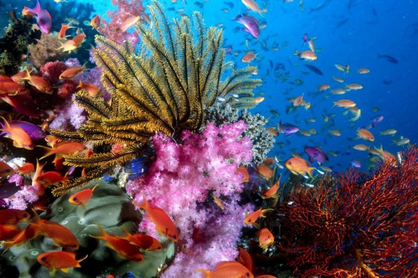 Coral Reef HD Wallpapers - HD Wallpapers Inn