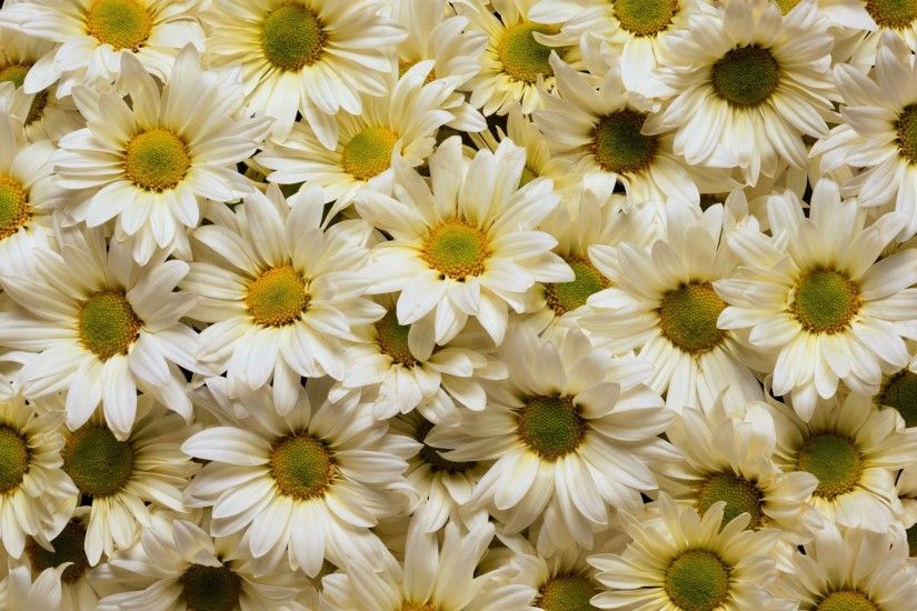 Beautiful, White, Daisies, Desktop, Background, Hd, Wallpaper, Widescreen,  Free, Download Wallpaper, High Resolution, Samsung Background Images, ...
