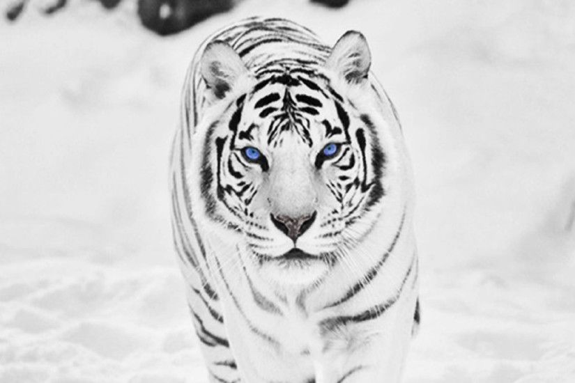 Cool White Tigers wallpaper full hd