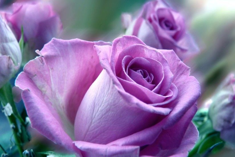 2560x1600 Violet roses
