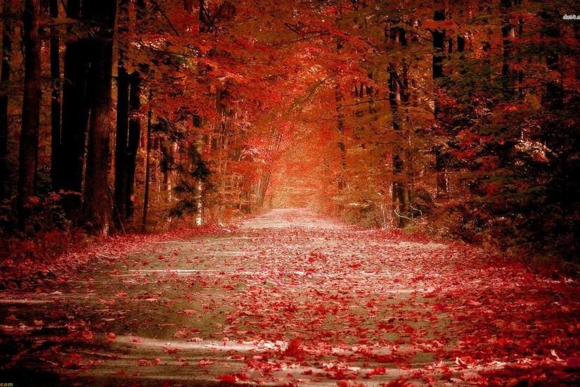 Silent Road At Red Autumn Wallpaper Widescreen Hd | Autumn Hd ..