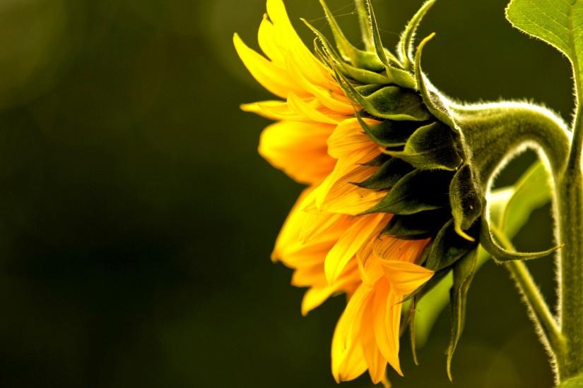 large sunflower wallpaper 2560x1600 download free