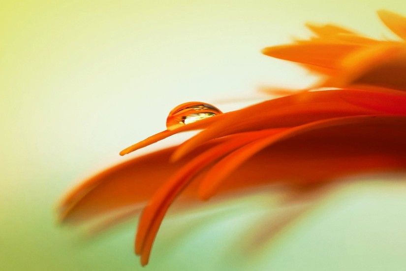 wallpaper.wiki-Free-cool-orange-flowers-wallpaper-PIC-