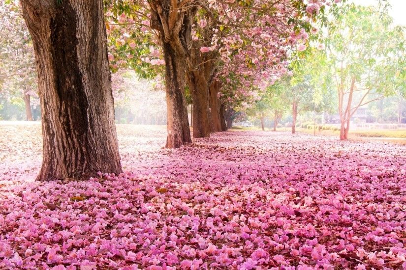 park tree sakura bloom flower pink nature