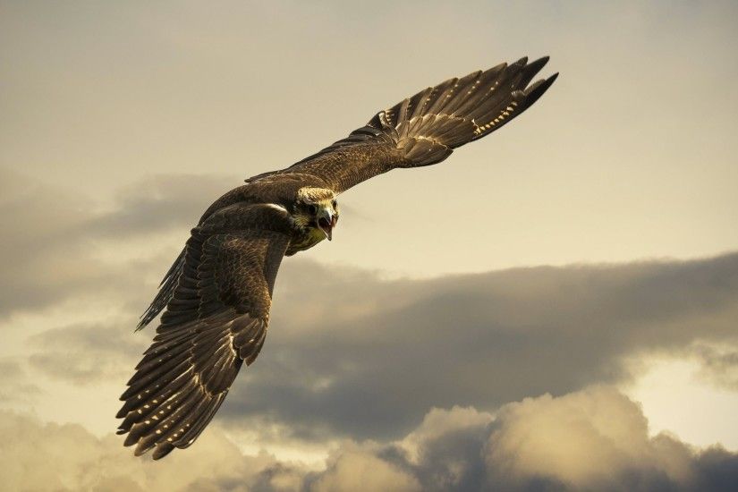 Preview wallpaper eagle, flight, sky, wings, clouds 3840x2160