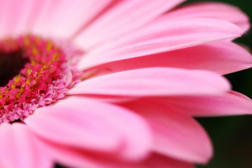 Big Pink Daisy Wallpapers | HD Wallpapers