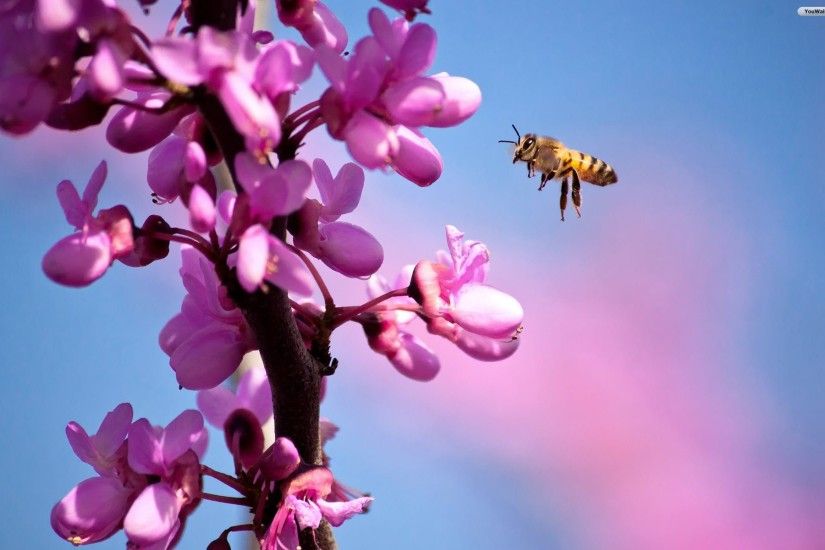 Bee Wallpapers Desktop HD Pictures