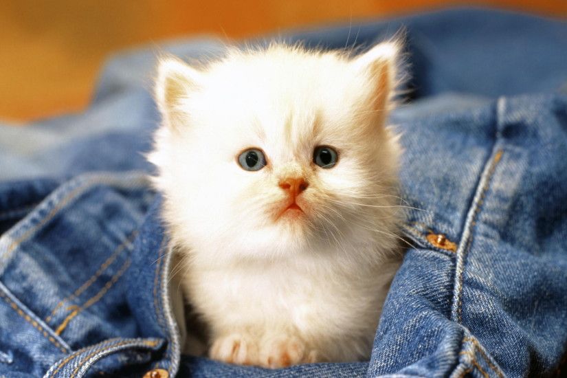 HQ/HD/3D): Cute Cats HD Wallpapers