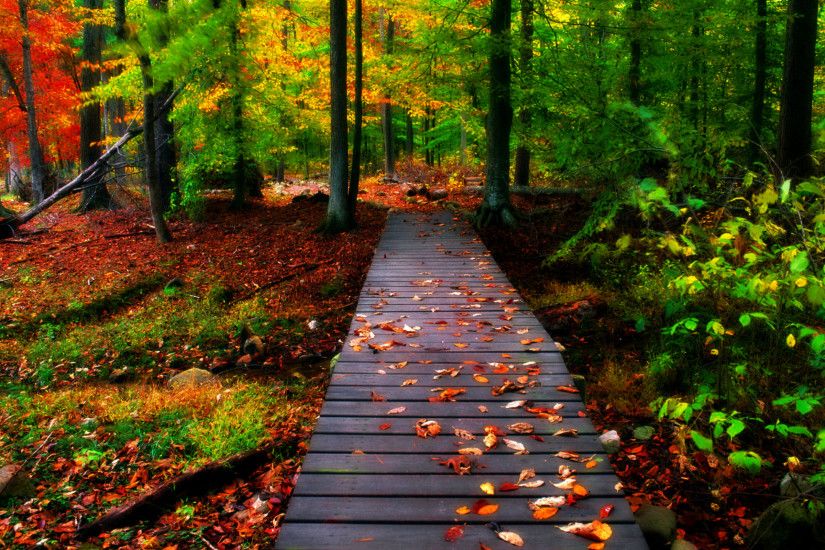Autumn scenery, wooden bridge and stairs in the forest HD Wallpaper