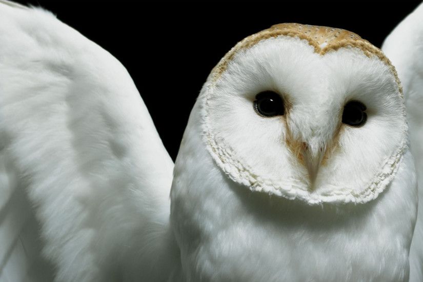 Cute Owl Background Image