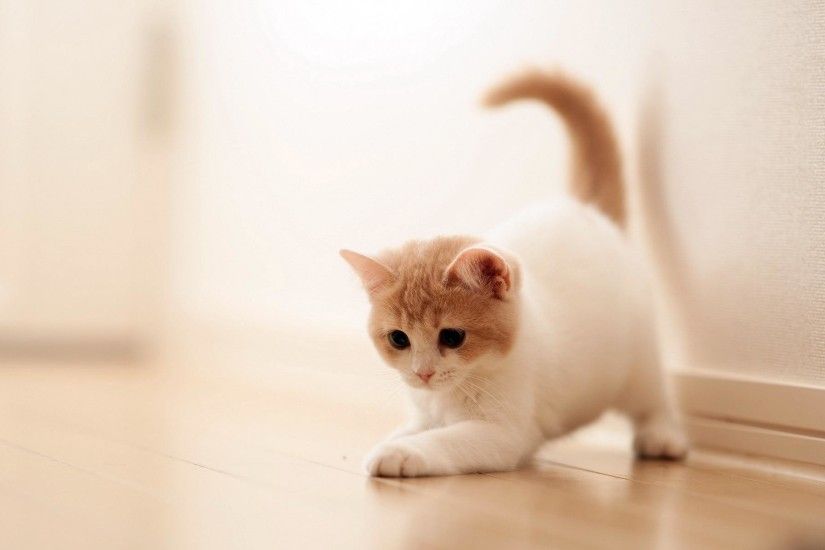 Adorable baby Cat Wallpapers HD Pictures