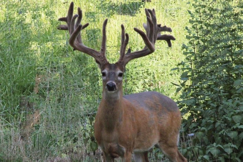 Missouri Deer hunting. Gallery