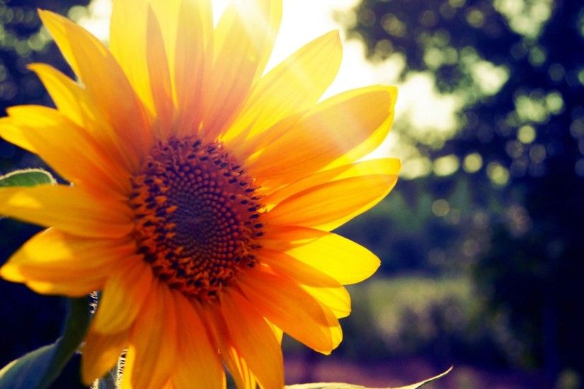 Preview wallpaper sunflower, flower, light 2048x1152