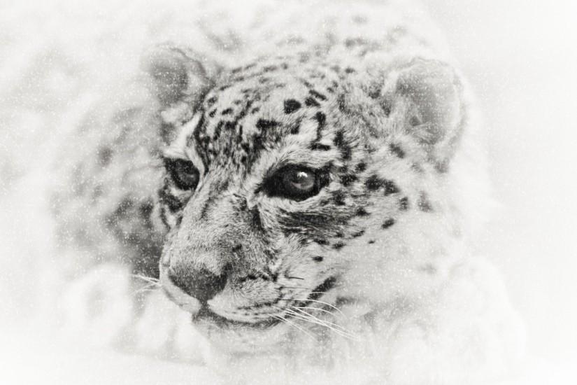 mac snow leopard desktop wallpaper - www.high-definition-wallpaper.com