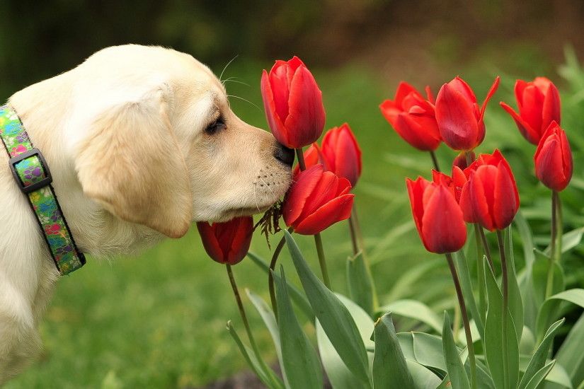 Dog and red tulips