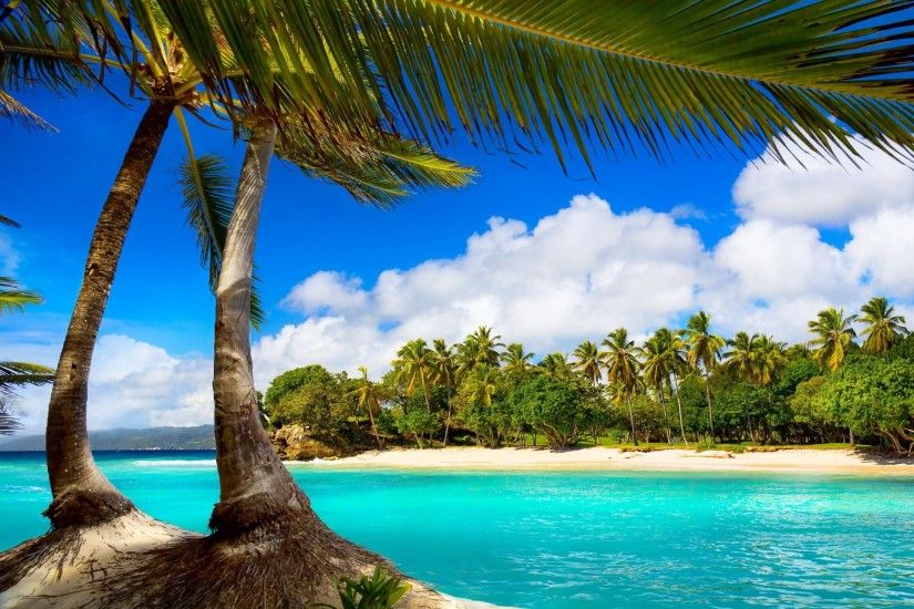 tropical paradise beach palms sea ocean summer vacation beach sea palm  tropics