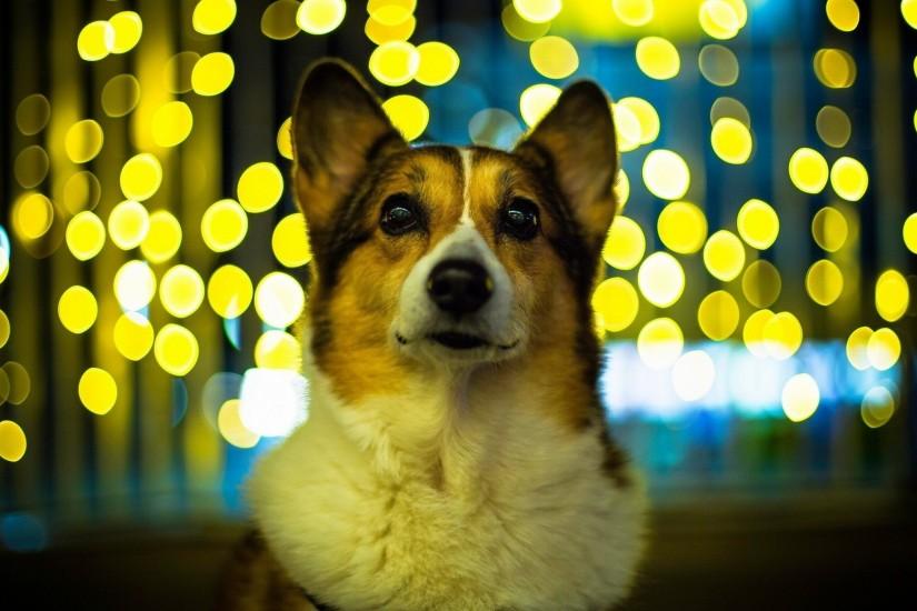 Preview wallpaper welsh corgi, dog, glare, face, beautiful 1920x1080