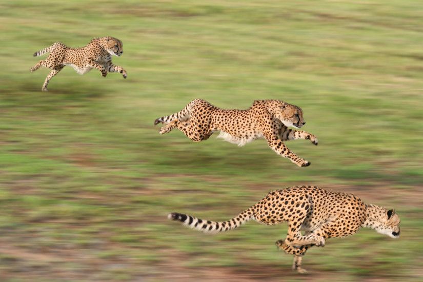 Cheetah Running Wallpaper HD Desktop Wallpaper, Background Image