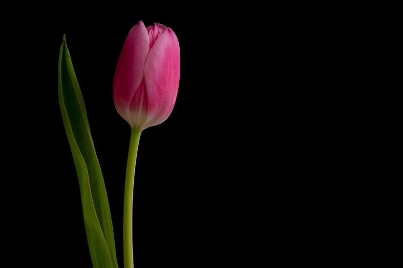 background, Black, Pink, tulip