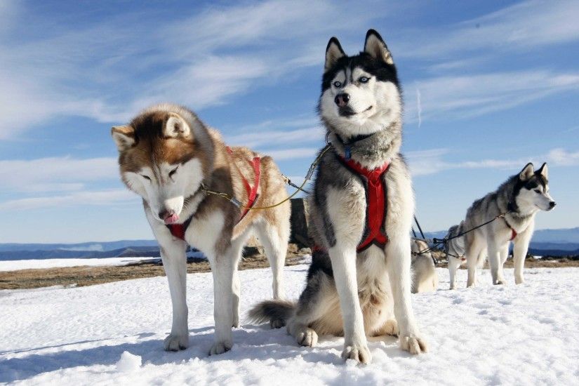 3840x2160 Wallpaper husky, couple, dogs, snow, alaska