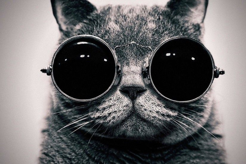 cat glasses black and white mustache