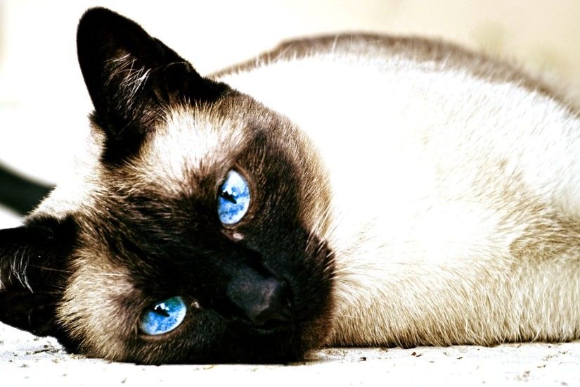 cat, Siamese Cats, Animals, Blue Eyes Wallpapers HD / Desktop and Mobile  Backgrounds