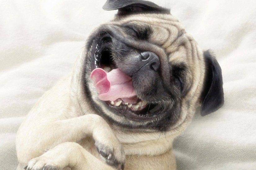 Funny dog face image hd wallpaper animal photo picture