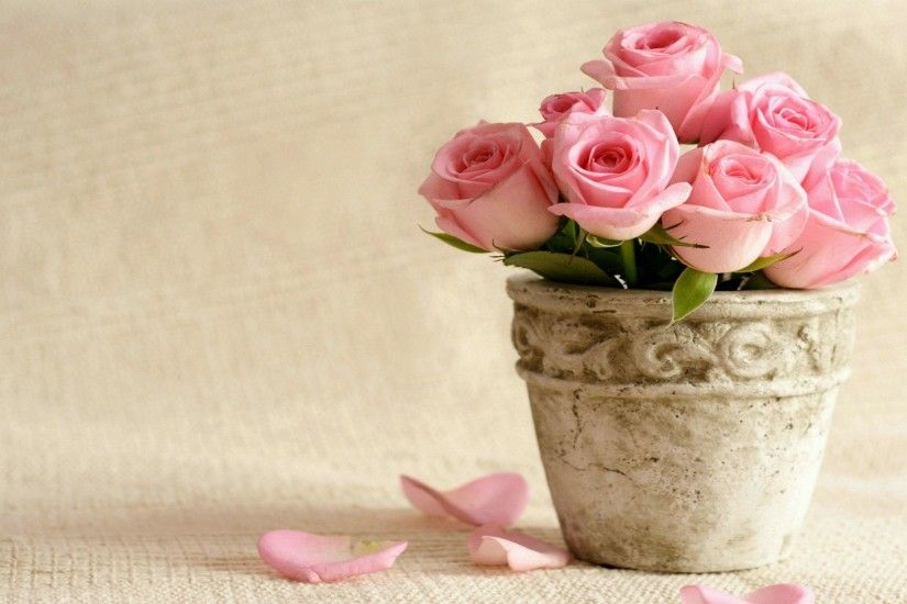 Wallpapers For > Pink Rose Backgrounds